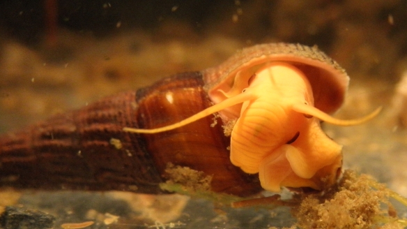 Tylomelania with three leeches